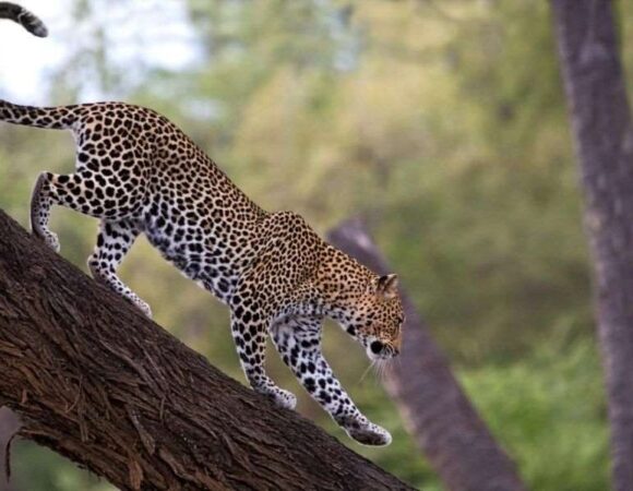 7 Days Samburu, Ol Pejeta, Lake Nakuru And Masai Mara Safari <br><p style="color: #eb882f;"> From USD 1,449</p>