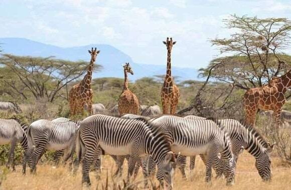 10 Days Best of Kenya