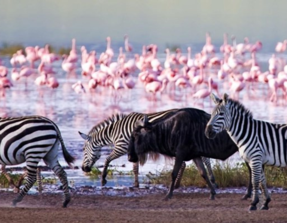 5 Days Rift Valley Lakes and Masai Mara Safari <br><p style="color: #eb882f;"> From USD 810</p>