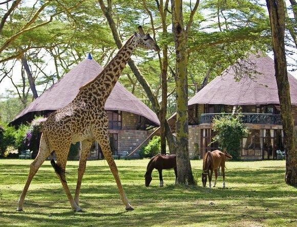 NAIVASHA  OFFERS SELF DRIVE HOLIDAY <br> From 	KES 11,000