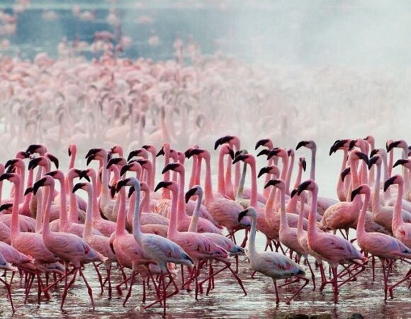 NAKURU OFFERS SELF DRIVE HOLIDAY <br> KES 10,000